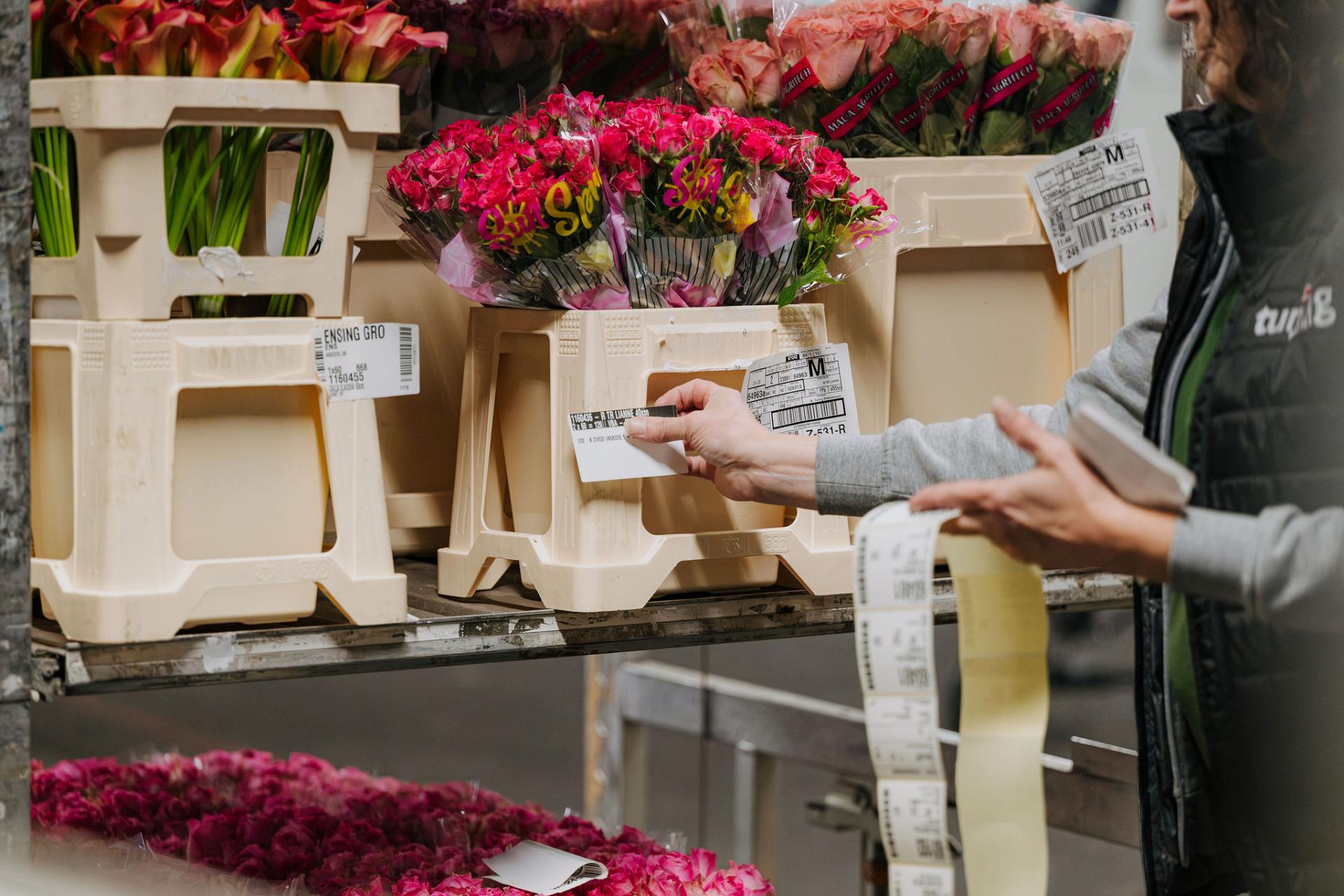 Close-up of a Tuning BV employee applying a barcode label to a white bucket of fresh pink roses to ensure accurate tracking for export.
