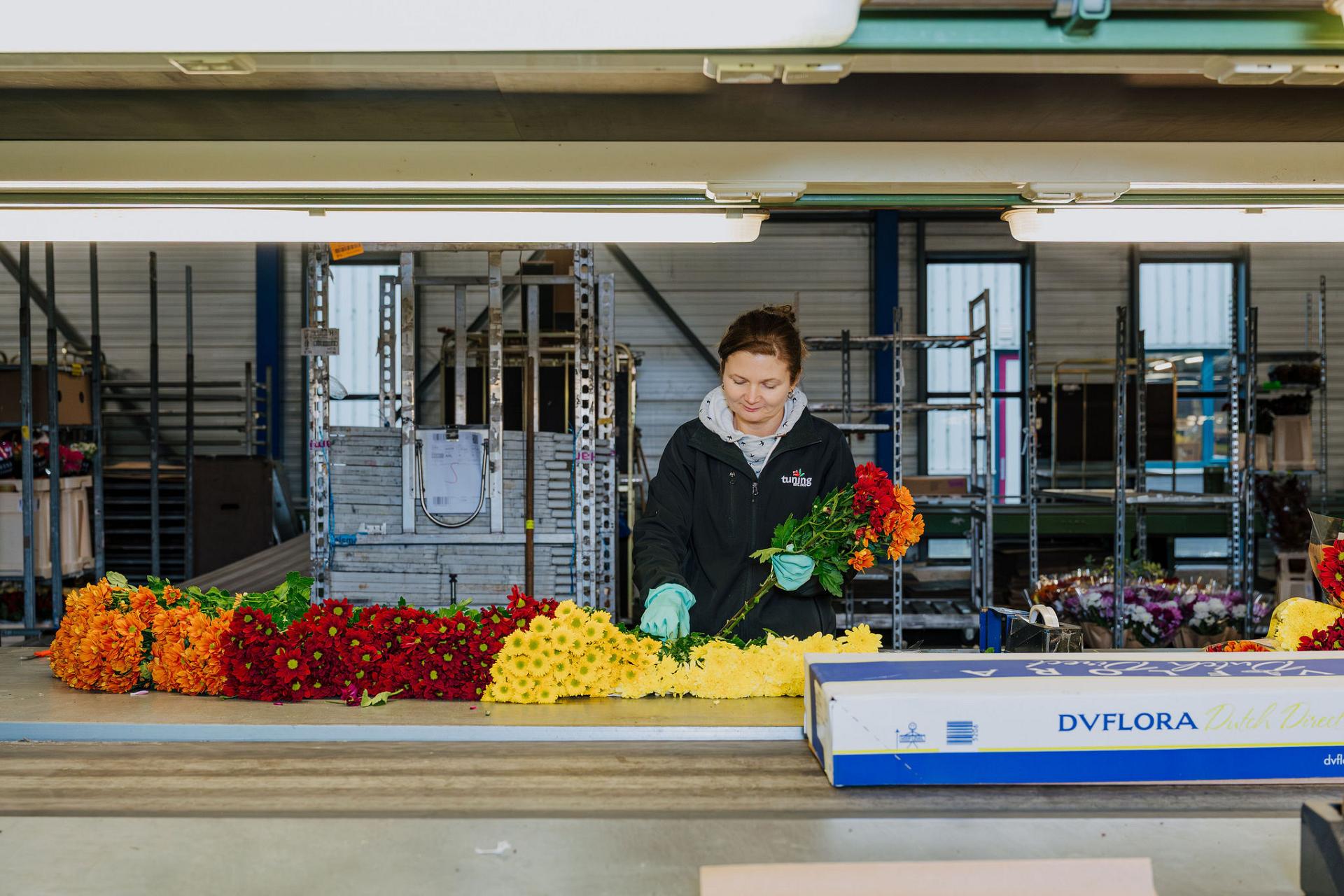 Employee sorting colorful chrysanthemum flowers at a packing table in a flower warehouse.