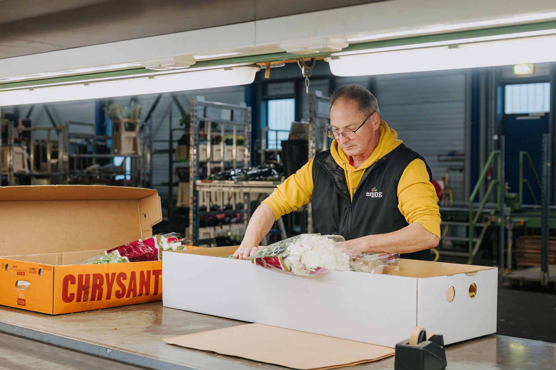 Medewerker van Tuning verpakt chrysanten aan een werktafel in de bloemenverwerkingsruimte, zorgvuldig voorbereid voor verzending naar internationale klanten.
