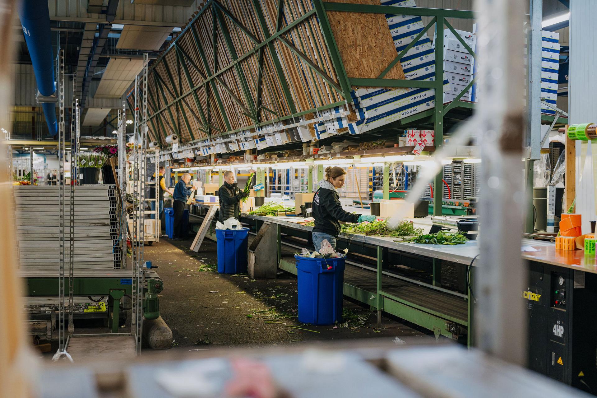 Bloemenverwerking bij Tuning in de productieruimte, waar medewerkers werken aan efficiënte processen om constante kwaliteit te leveren.