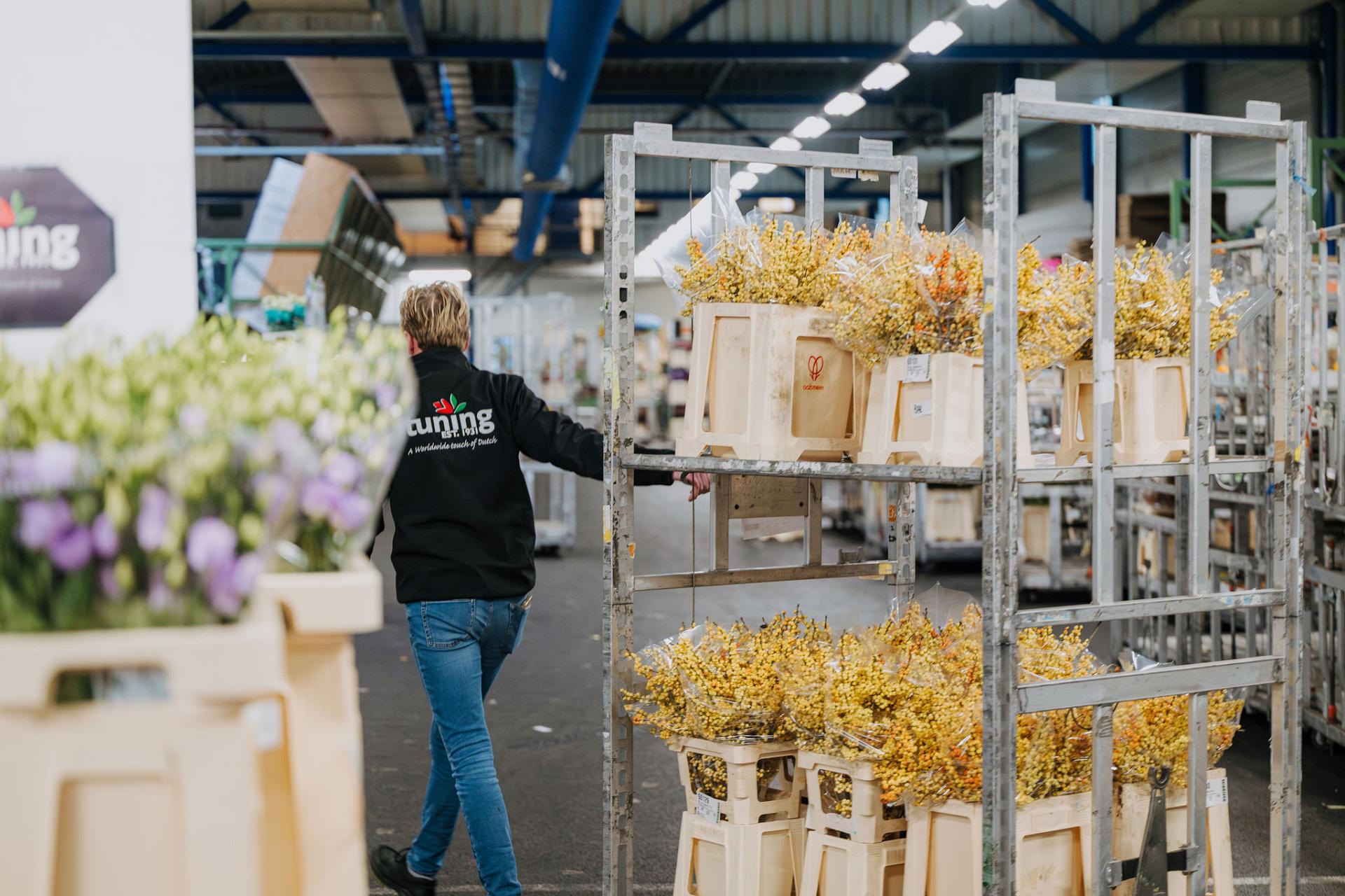 Medewerker van Tuning verplaatst rolcontainers met verse bloemen in de bloemenhal, als onderdeel van het interne logistieke proces.
