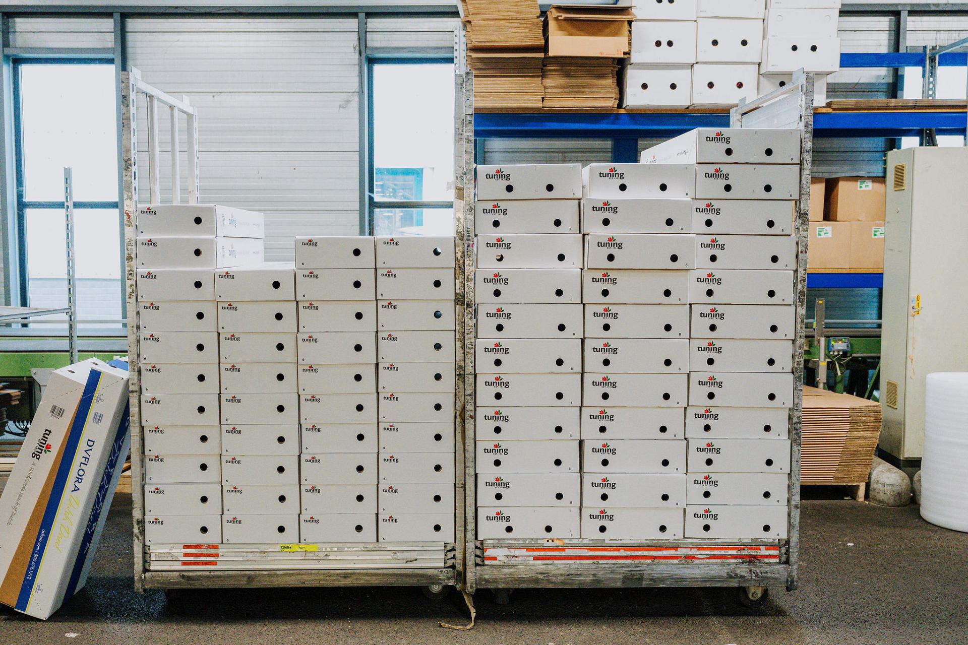 Gestapelde bloemen­dozen op transportkarren in de verwerkingsruimte, klaar voor efficiënte opslag en verdere distributie binnen de logistieke keten.