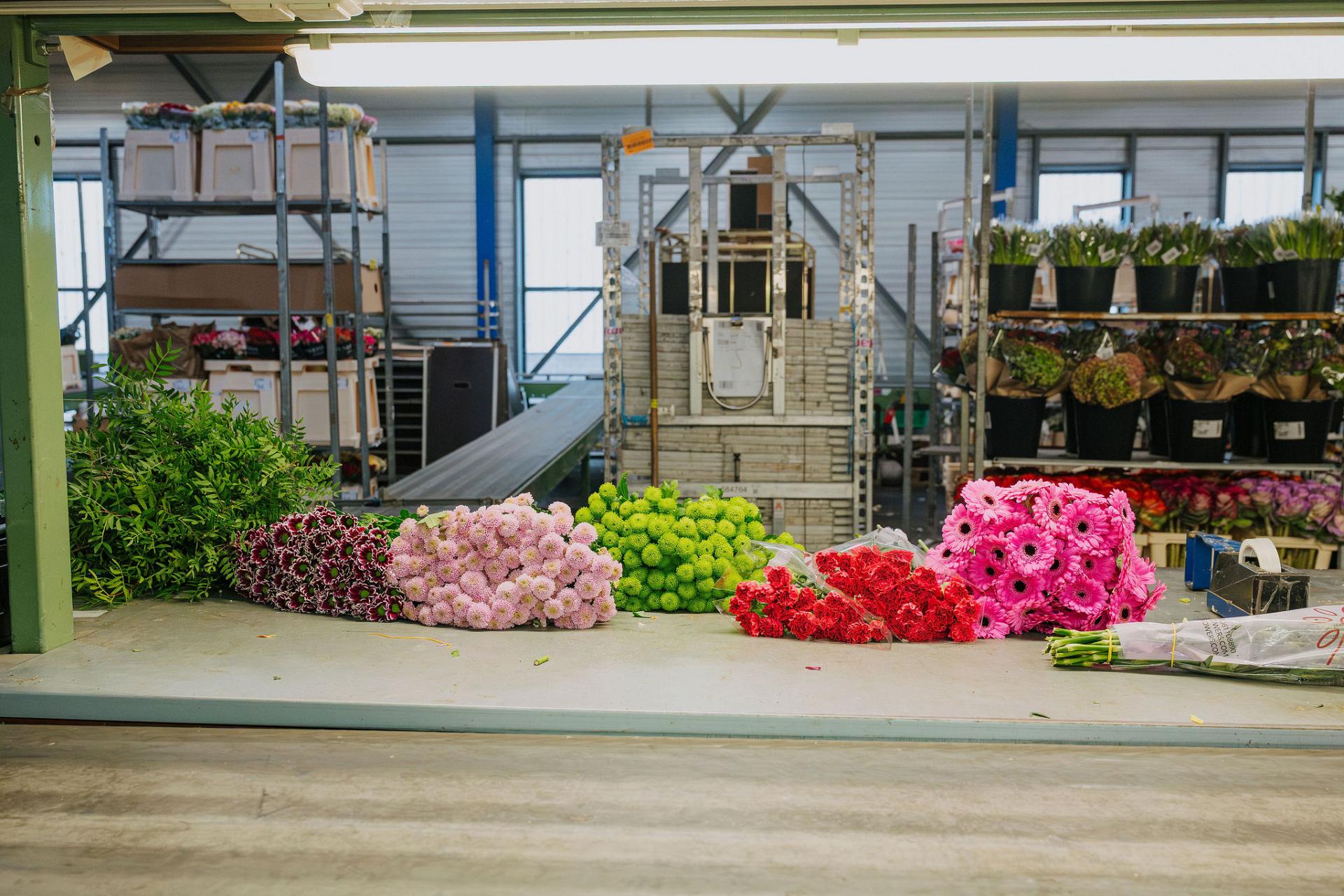 Rows of colorful cut flowers are laid out on a worktable inside a flower warehouse.
