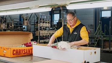 Tuning BV employee carefully packing fresh white chrysanthemums into a cardboard shipping box at a flower processing workbench.