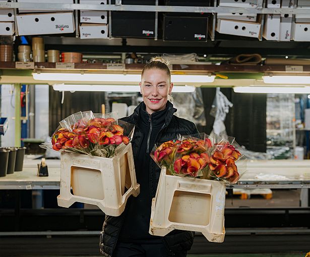 Mitarbeiterin von Tuning im Bereich der Blumenverarbeitung, mit zwei Kisten voller frisch verpackter Calla-Lilien, bereit für die weitere Distribution.